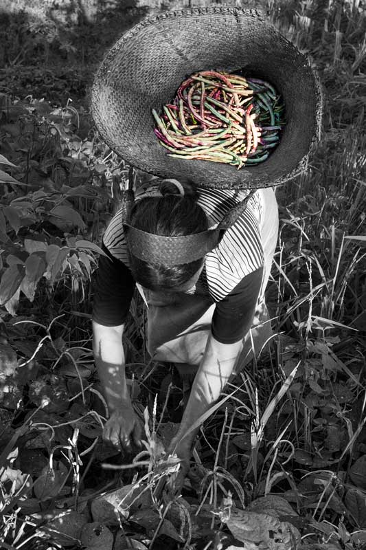 French bean grown as a horticultural alternative to shifting cultivation (jhum) in Mokokchung district, Nagaland
